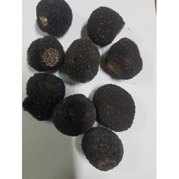 Truffe Noire du Périgord fraîche - 1ère catégorie - 100g