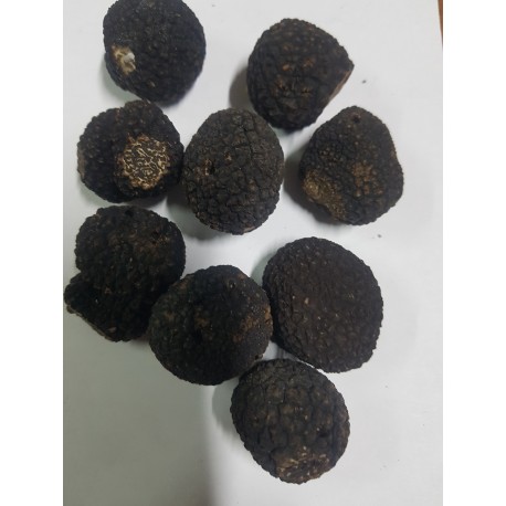 TRUFFE NOIRE FRAÎCHE AU CROCHET (tuber uncinatum Chatin)