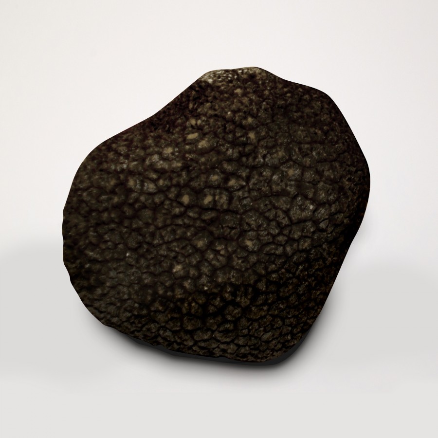 Truffe Noire Fraiche Entière Du Périgord Tuber Mélanosporum